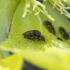 Acmaeodera neoneglecta
