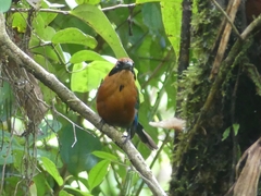 Baryphthengus martii