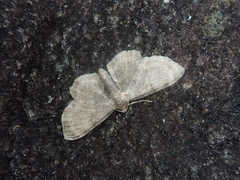Pseudocollix hyperythra catalalia
