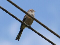 Emberiza godlewskii