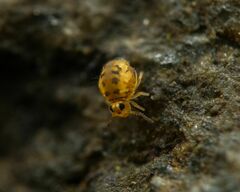 Dicyrtomidae