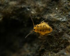Dicyrtomidae