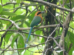 Baryphthengus martii