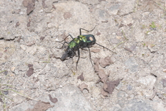 Cicindelinae