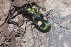 Cicindelinae
