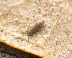 Isotomurus