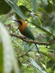 Baryphthengus martii