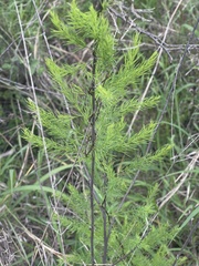 Asparagus aspergillus
