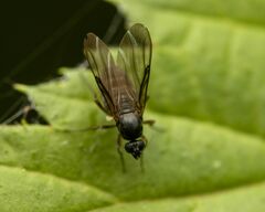 Gymnophora