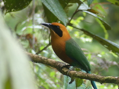 Baryphthengus martii