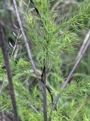 Asparagus aspergillus