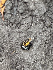 Tubuca coarctata