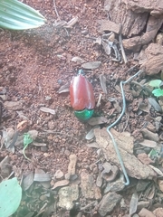 Sternocera chrysis