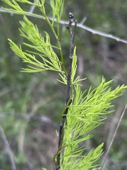 Asparagus aspergillus