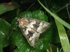 Phlogophora albovittata