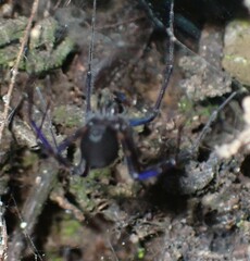 Hickmania troglodytes