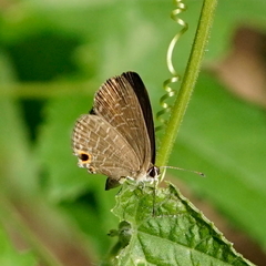 Jamides bochus formosanus