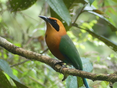 Baryphthengus martii