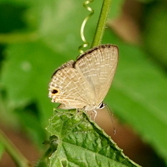 Jamides bochus formosanus