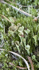 Cladonia chlorophaea
