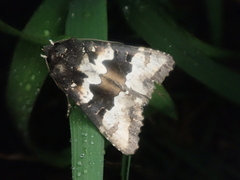 Phlogophora albovittata