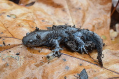 Ambystoma talpoideum