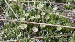 Cladonia chlorophaea