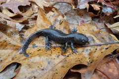 Ambystoma talpoideum