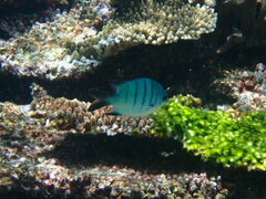 Abudefduf whitleyi