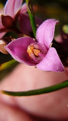 Boronia
