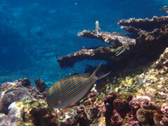 Acanthurus lineatus