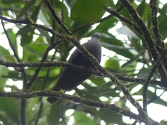 Patagioenas goodsoni