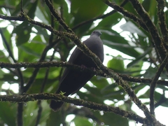 Patagioenas goodsoni