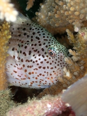Paracirrhites forsteri
