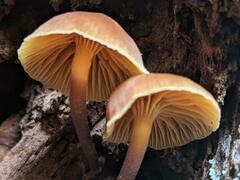 Xeromphalina campanelloides