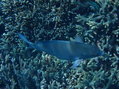 Kyphosus cinerascens