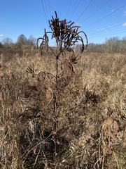 Agastache nepetoides