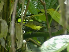 Ornithion brunneicapillus