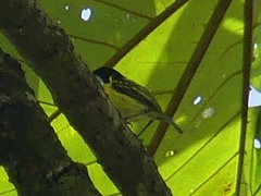 Todirostrum nigriceps