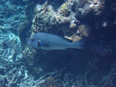 Plectorhinchus pica