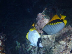 Chaetodon lineolatus