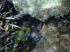 Chaetodon unimaculatus