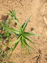 Gloriosa superba