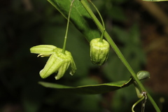 Passiflora itatiaiensis