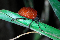 Elytrosphaera xanthopyga