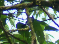 Polioptila schistaceigula