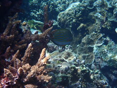 Acanthurus lineatus