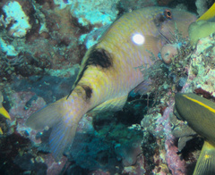 Parupeneus multifasciatus