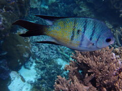 Abudefduf whitleyi