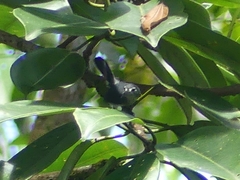 Polioptila schistaceigula